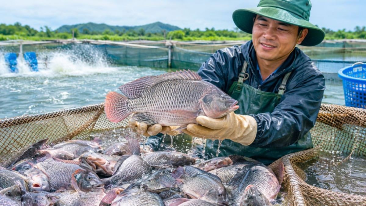 Doanh nghiệp thủy sản Việt Nam đứng trước cơ hội mở rộng mạng lưới phân phối tại Brazil và khu vực Mỹ Latinh. Ảnh Hội Thuỷ sản Việt Nam. Doanh nghiệp thủy sản Việt Nam đứng trước cơ hội mở rộng mạng lưới phân phối tại Brazil và khu vực Mỹ Latinh. Ảnh Hội Thuỷ sản Việt Nam.