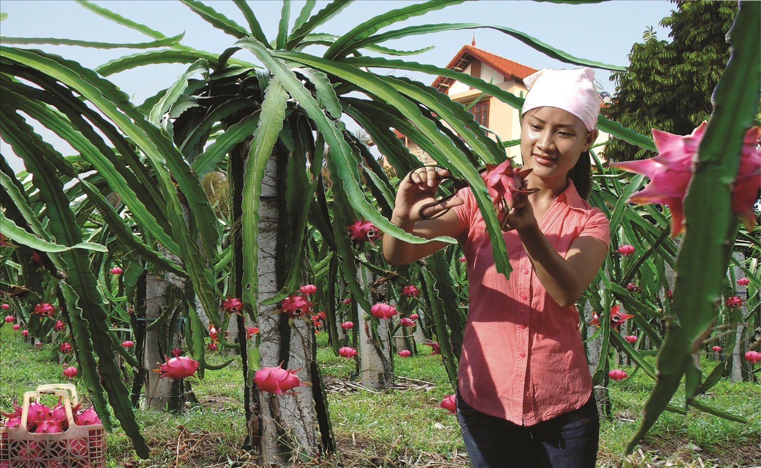 Trong năm 2026, Ph&uacute; Thọ đặt mục ti&ecirc;u ph&aacute;t triển từ 50 - 55 sản phẩm OCOP đạt hạng 3 sao trở l&ecirc;n. Ảnh minh hoạ (Internet)