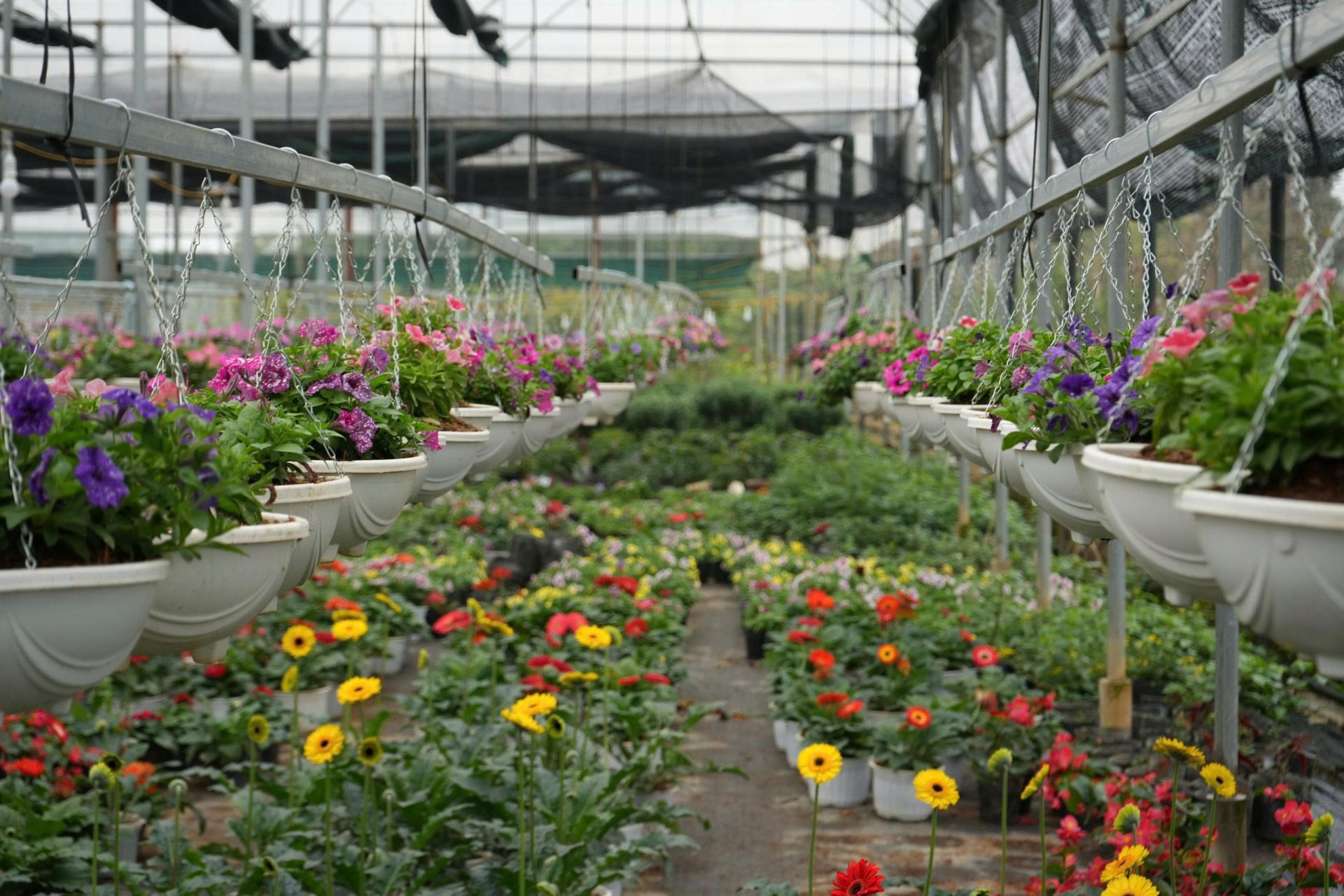 Nghề trồng hoa, cây cảnh tạo công ăn việc làm, tăng thu nhập cho người dân xã Phúc Lộc. Nghề trồng hoa, cây cảnh tạo công ăn việc làm, tăng thu nhập cho người dân xã Phúc Lộc.