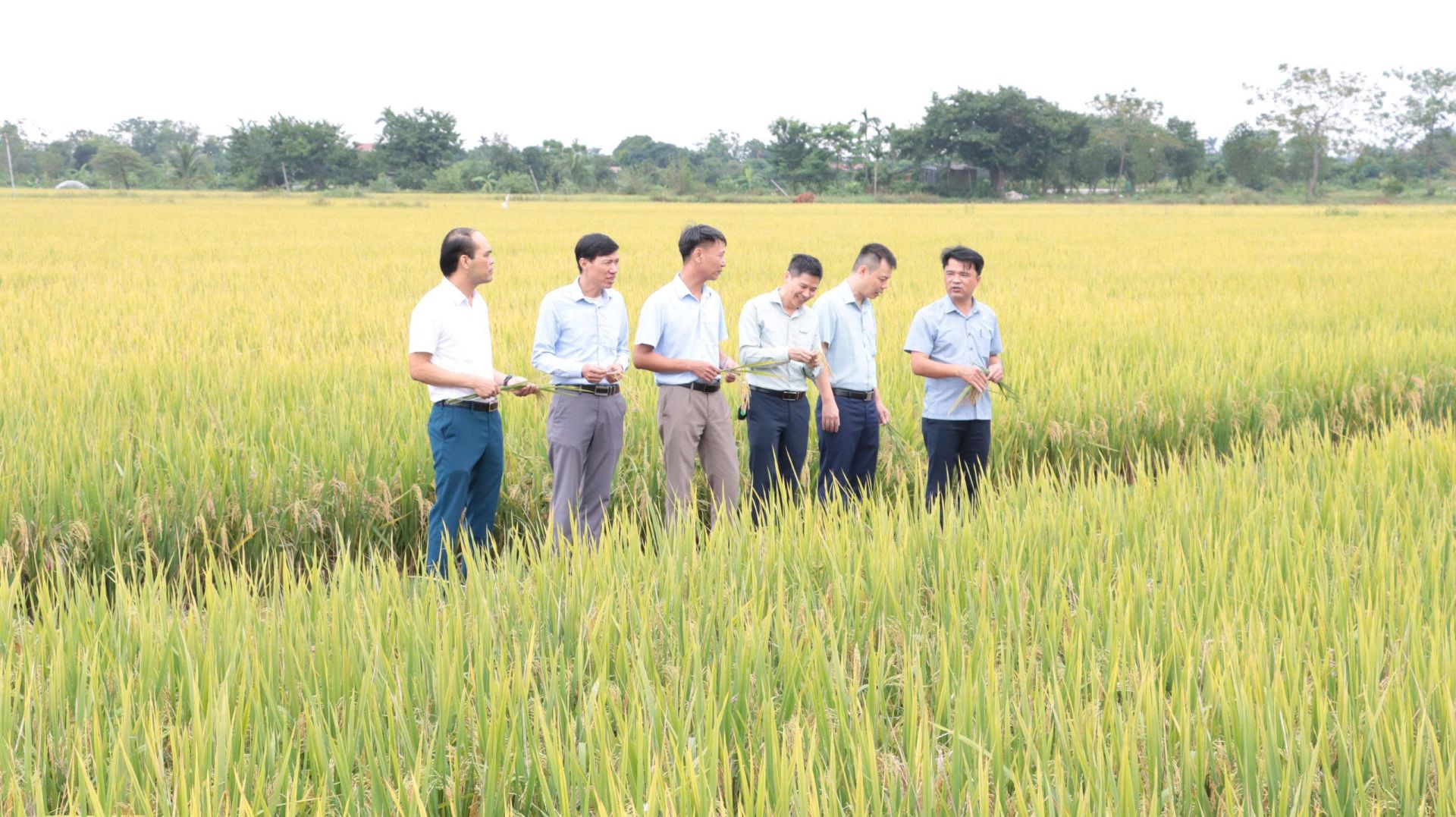 L&atilde;nh đạo Trung t&acirc;m Khuyến n&ocirc;ng v&agrave; Hợp t&aacute;c x&atilde; kiểm tra m&ocirc; h&igrave;nh ứng dụng mạ khay, cấy m&aacute;y trong sản xuất l&uacute;a quy m&ocirc; tập trung vụ m&ugrave;a năm 2026 tại x&atilde; Chuy&ecirc;n Mỹ.