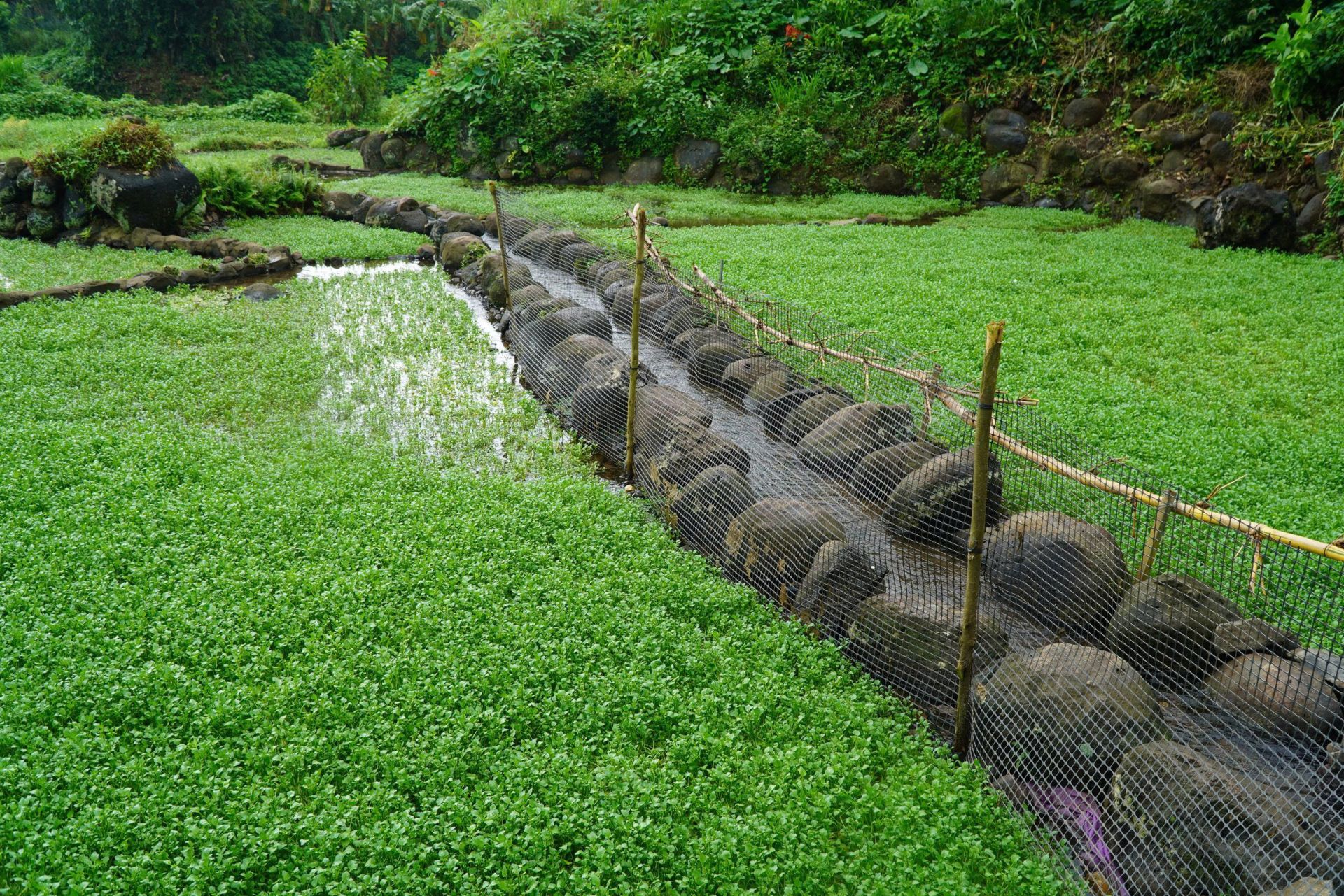 Ruộng rau liệt ở Gio An (x&atilde; Cồn Ti&ecirc;n, Quảng Trị).