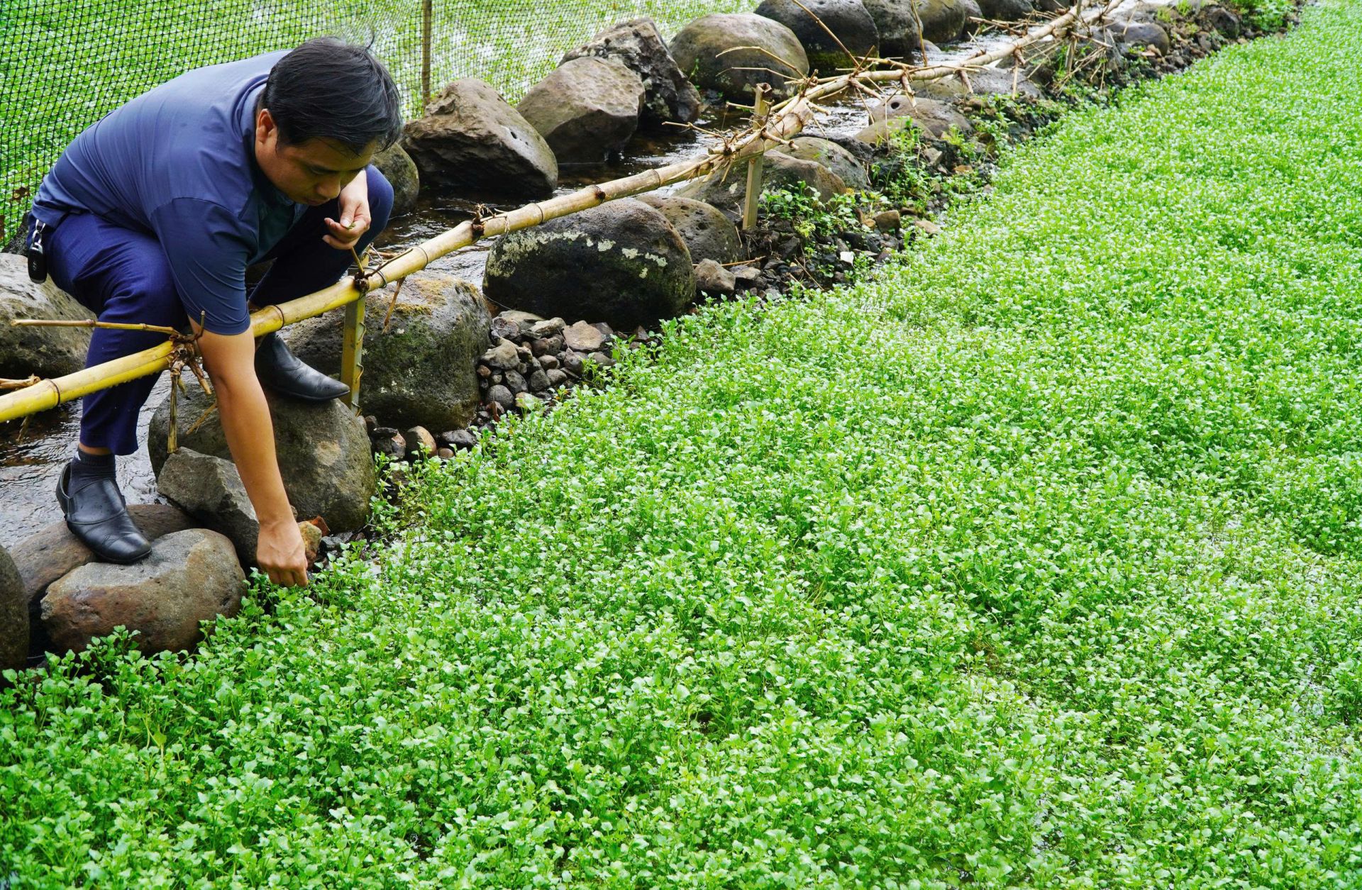 Du kh&aacute;ch trải nghiệm tại ruộng rau liệt Gio An