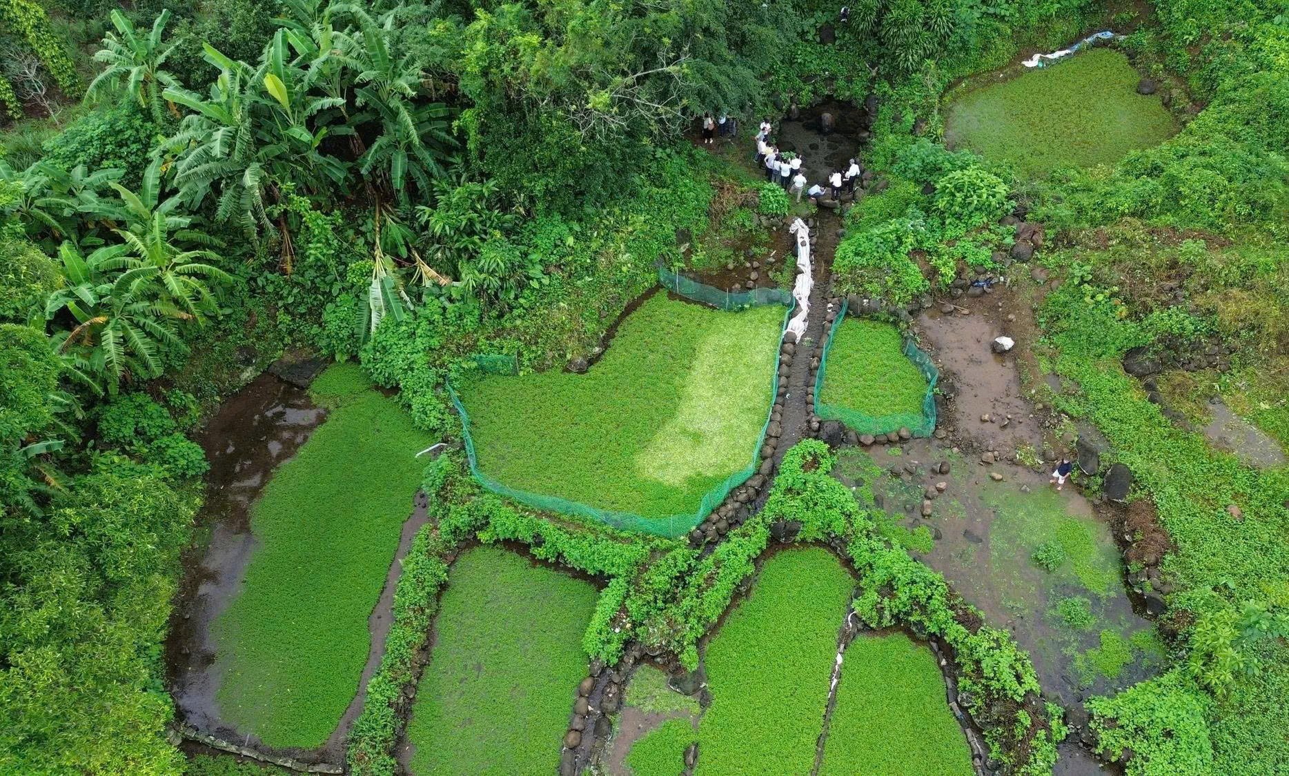 Những ruộng trồng rau liệt nh&igrave;n từ tr&ecirc;n cao