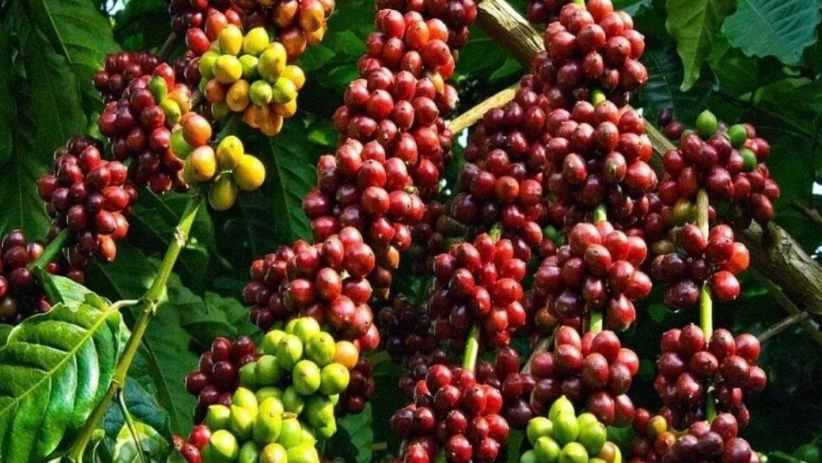 Cà phê Robusta Việt Nam hướng tới nâng tầm chất lượng và giá trị gia tăng Cà phê Robusta Việt Nam hướng tới nâng tầm chất lượng và giá trị gia tăng