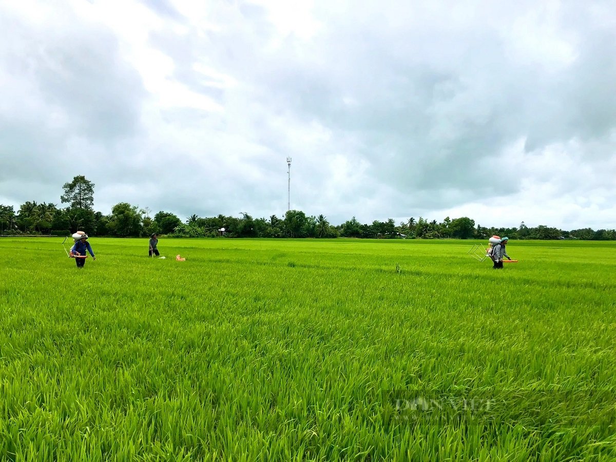 Điểm nổi bật của HTX Khiết T&acirc;m l&agrave; kết hợp sản xuất l&uacute;a giống chất lượng cao với l&uacute;a h&agrave;ng h&oacute;a, đồng thời tổ chức c&aacute;c kh&acirc;u dịch vụ như l&agrave;m đất, bơm tưới, thu hoạch, sấy v&agrave; bảo quản sau thu hoạch