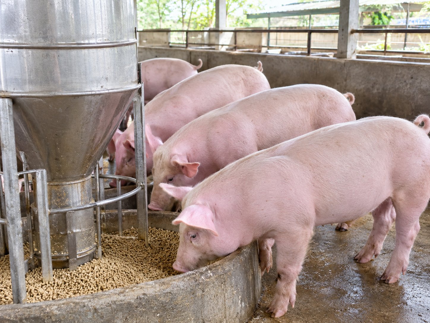 Giá heo hơi hôm nay 27/10: Thấp nhất ở mức 45.000 đồng/kg - Hình 1