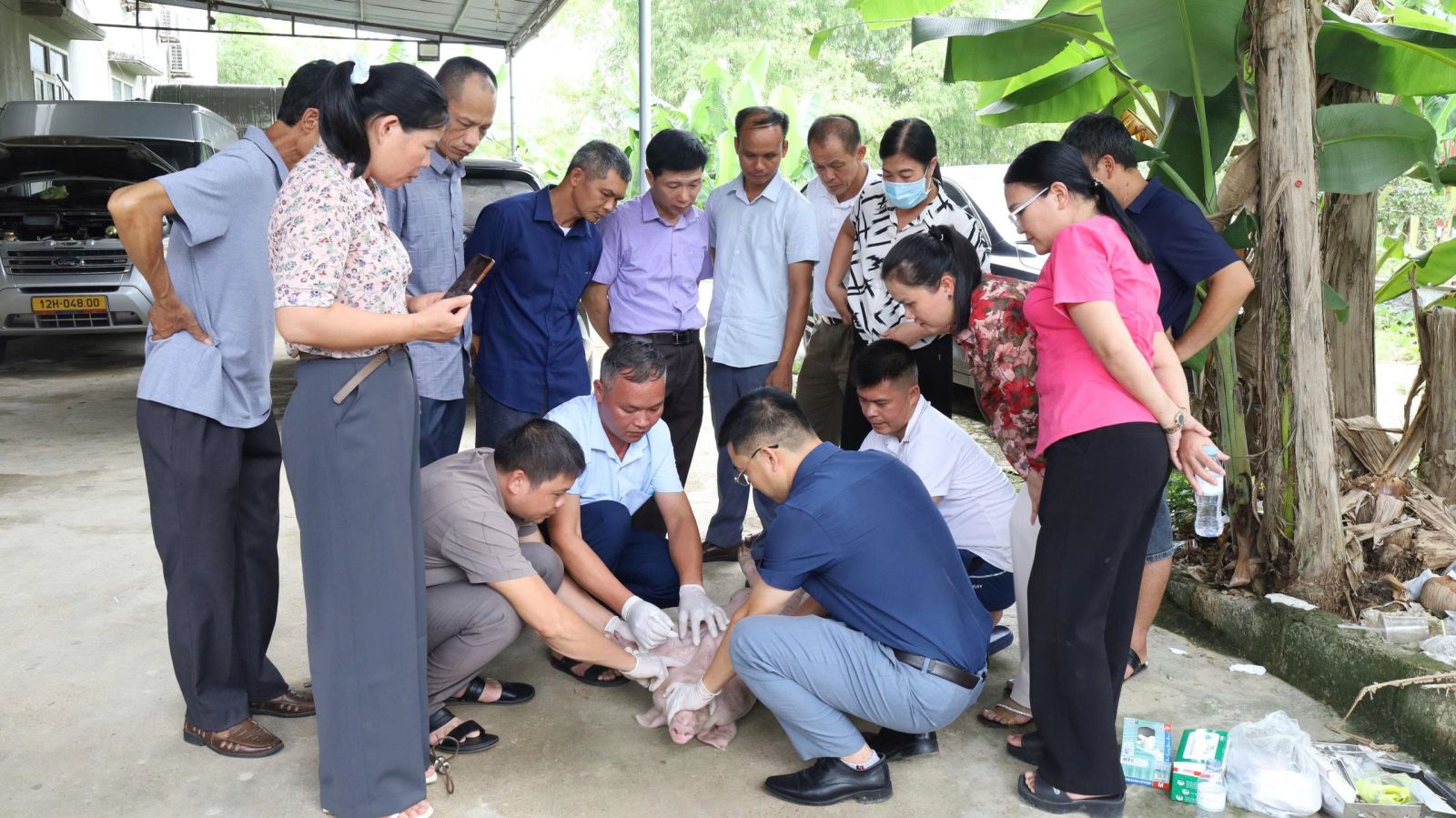Trung tâm Khuyến Nông, Sở Nông nghiệp và Môi trường Lạng Sơn hướng dẫn thao tác kỹ thuật tiêm vắc xin và lấy mẫu máu ở lợn Trung tâm Khuyến Nông, Sở Nông nghiệp và Môi trường Lạng Sơn hướng dẫn thao tác kỹ thuật tiêm vắc xin và lấy mẫu máu ở lợn