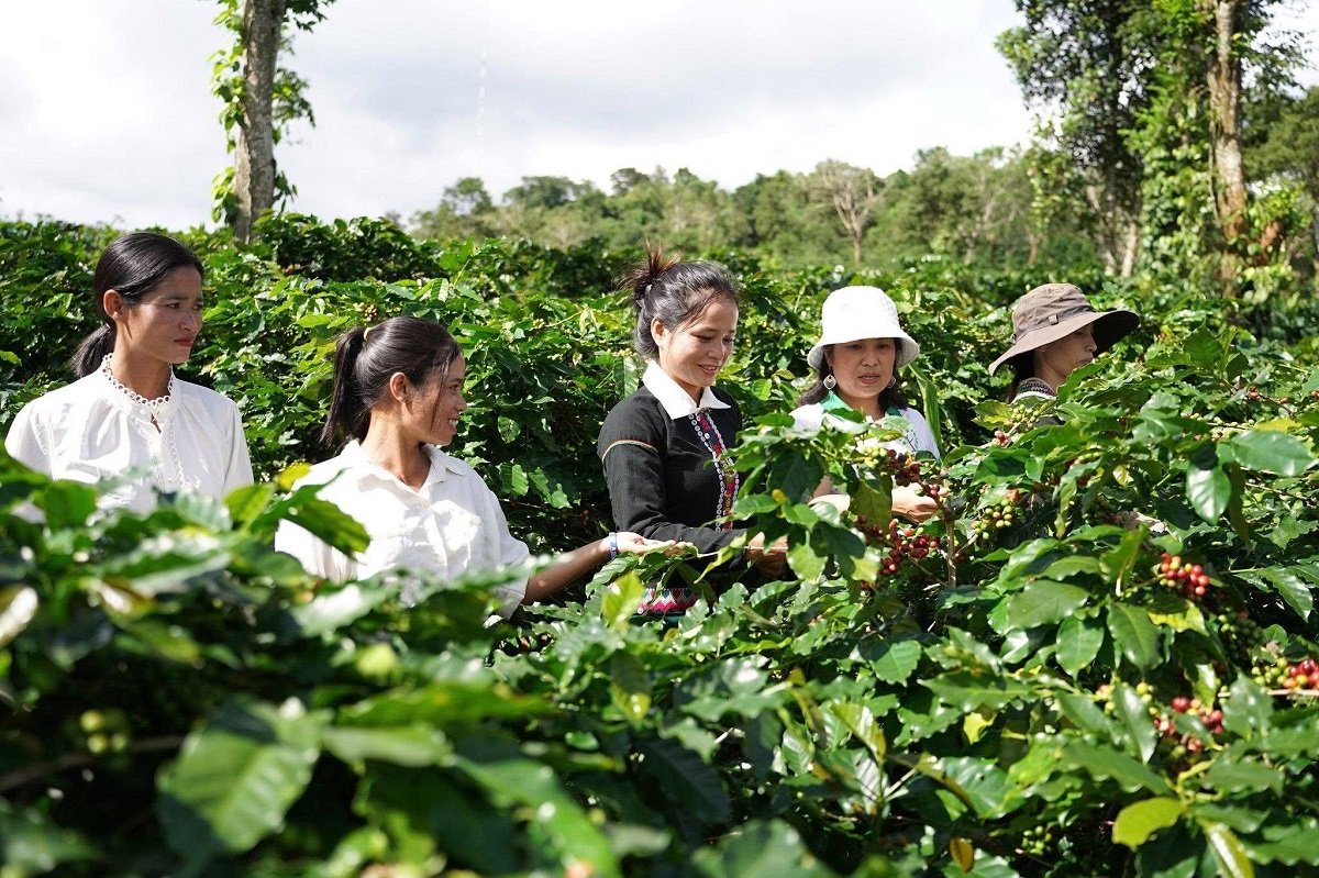 B&agrave; Nguyễn Thị Hằng (người đ&ocirc;̣i mũ trắng), Gi&aacute;m đốc Hợp t&aacute;c x&atilde; N&ocirc;ng sản Khe Sanh, hướng dẫn người d&acirc;n kỹ thuật thu hoạch c&agrave; ph&ecirc;. Ảnh:&nbsp;X&uacute;c tiến Thương mại Quảng Trị