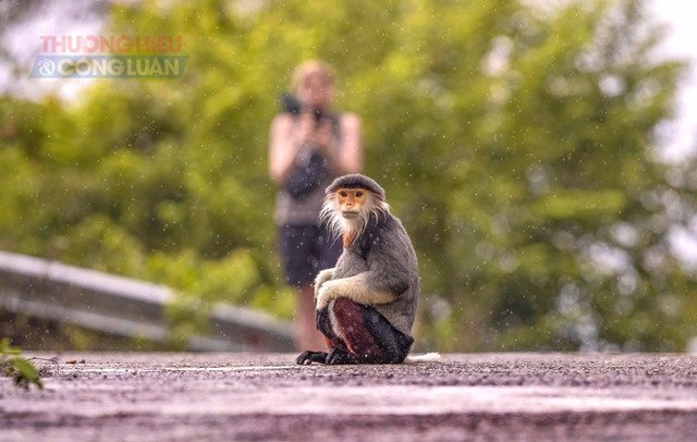 Thân thiện voọc chà vá chân nâu . Ảnh: Huỳnh Sơn. Thân thiện voọc chà vá chân nâu . Ảnh: Huỳnh Sơn.