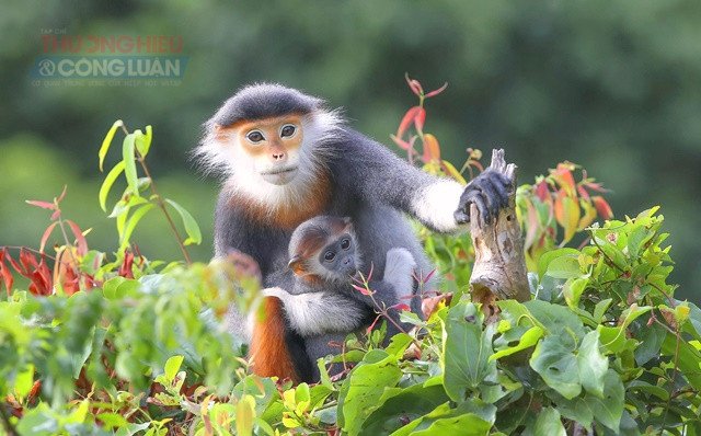 Bán đảo Sơn Trà Đà Nẵng: Gặp “nữ hoàng linh trưởng” giữa rừng và biển - Hình 2
