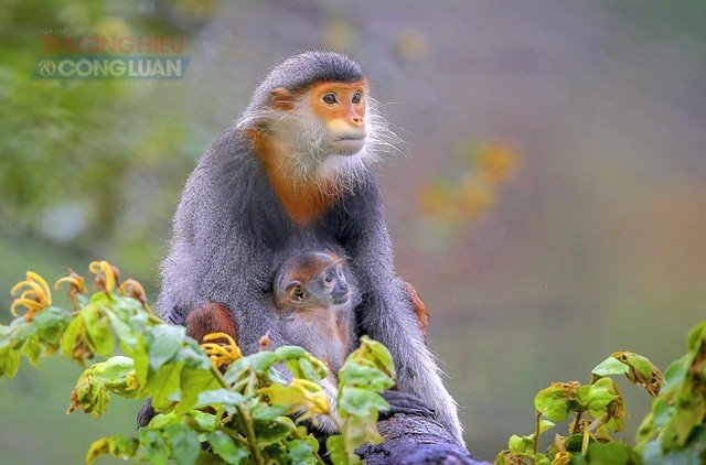 Bán đảo Sơn Trà Đà Nẵng: Gặp “nữ hoàng linh trưởng” giữa rừng và biển - Hình 2
