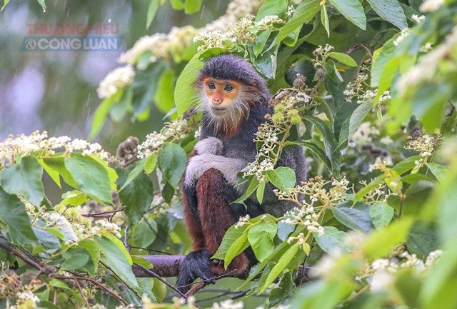 Voọc chà vá chân nâu ở bán đảo Sơn Trà. Ảnh: Huỳnh Sơn. Voọc chà vá chân nâu ở bán đảo Sơn Trà. Ảnh: Huỳnh Sơn.