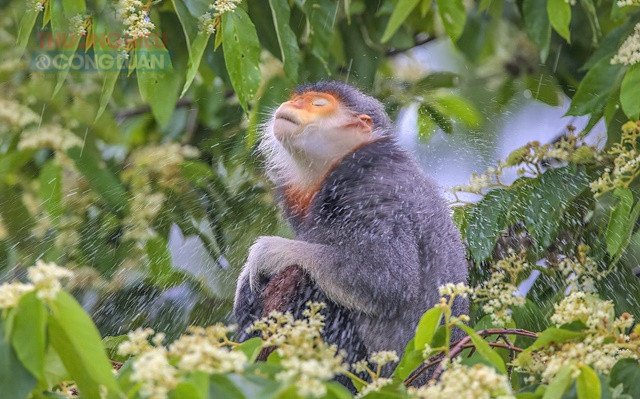 Bán đảo Sơn Trà Đà Nẵng: Gặp “nữ hoàng linh trưởng” giữa rừng và biển - Hình 3