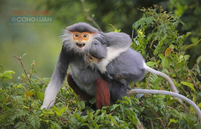Bán đảo Sơn Trà Đà Nẵng: Gặp “nữ hoàng linh trưởng” giữa rừng và biển - Hình 3