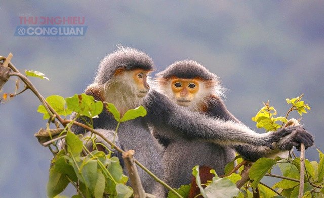 Voọc chà vá chân nâu. Ảnh: Huỳnh Sơn. Voọc chà vá chân nâu. Ảnh: Huỳnh Sơn.