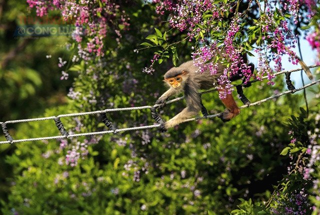 Bán đảo Sơn Trà Đà Nẵng: Gặp “nữ hoàng linh trưởng” giữa rừng và biển - Hình 1