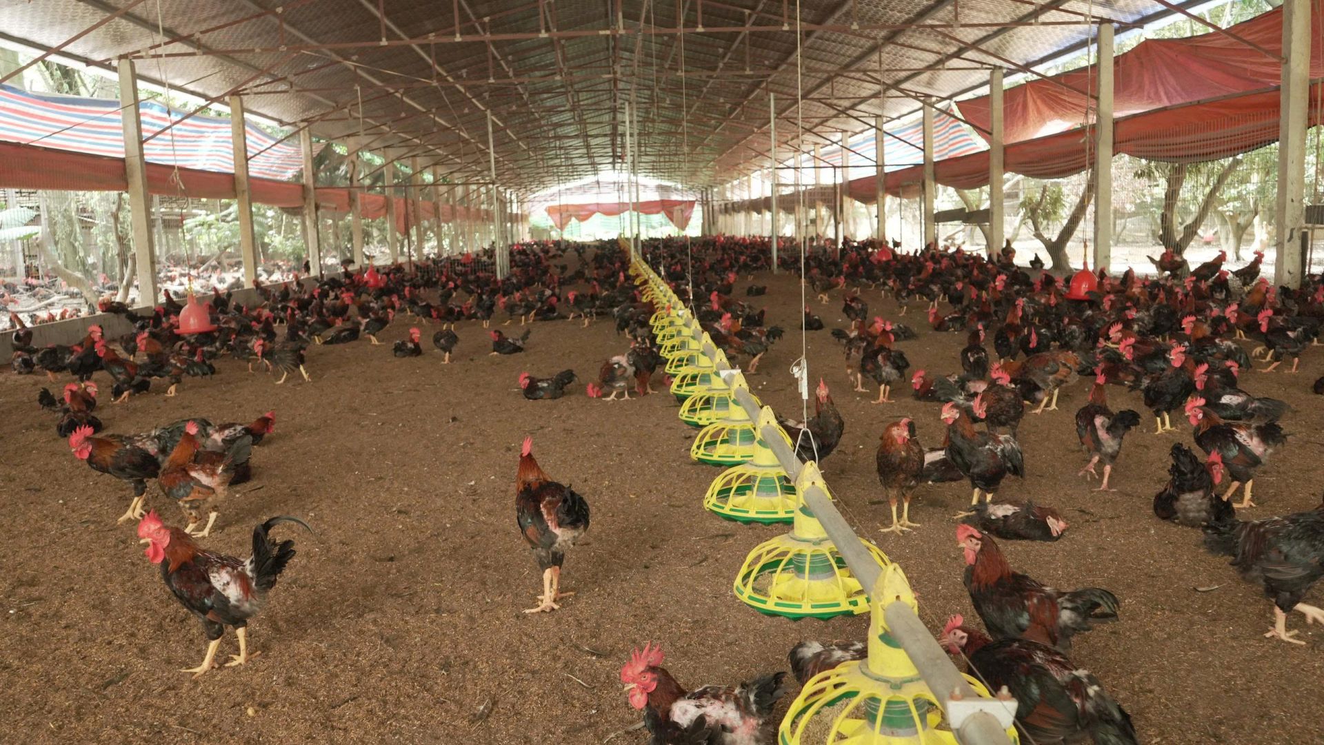M&ocirc; h&igrave;nh chăn nu&ocirc;i g&agrave; an to&agrave;n sinh học tại x&atilde; Xu&acirc;n Mai.
