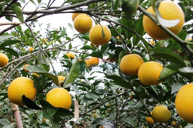 đặc sản chủ lực của Nghệ An cũng đang đối mặt với nguy cơ bị đ&aacute;nh cắp danh tiếng.