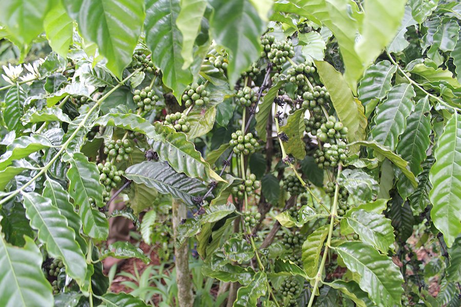 Giá cà phê hôm nay 28/10: Thấp nhất gần 88.000 đồng/kg - Hình 1