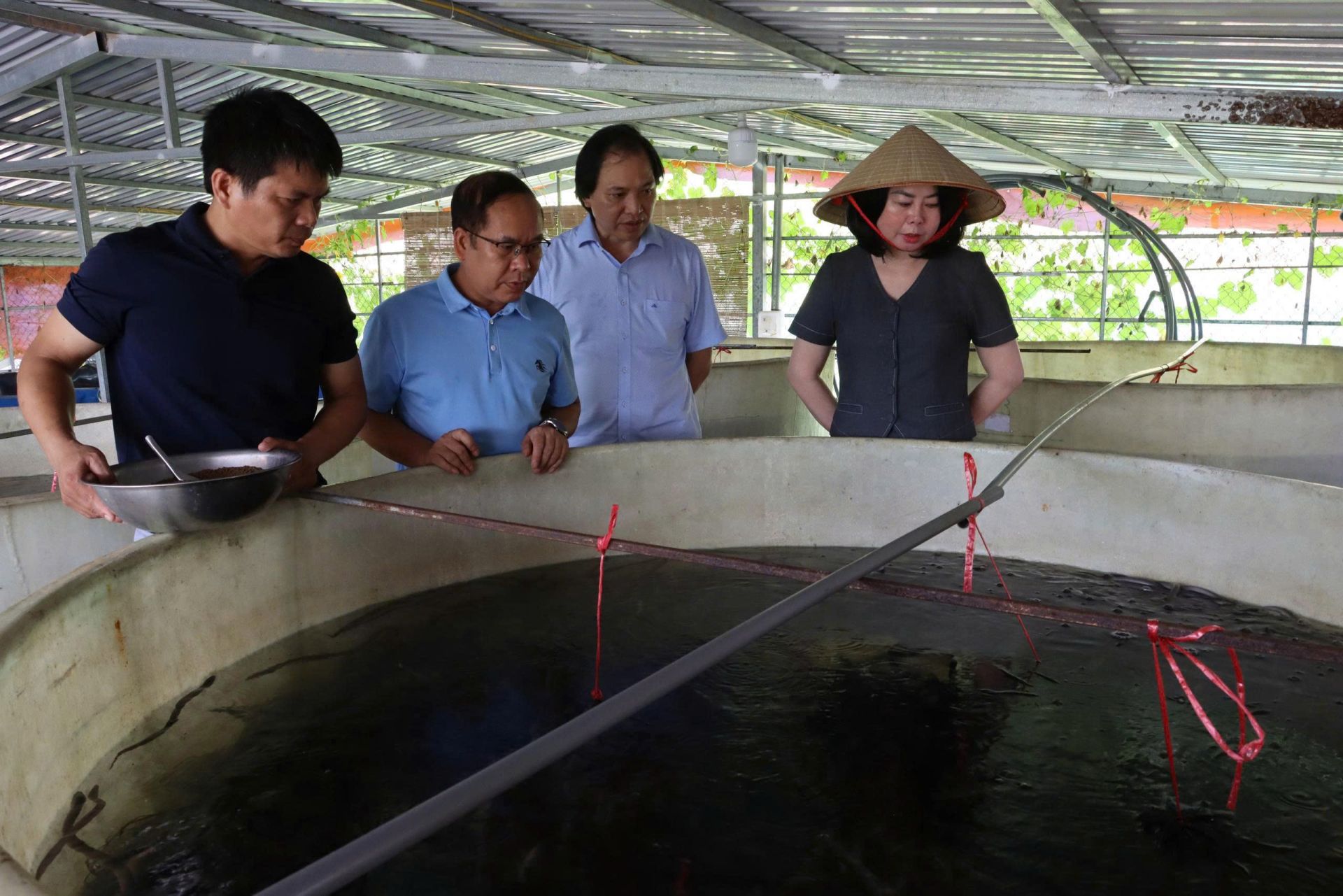 Giám đốc Trung tâm Khuyến nông Hà Nội Nguyễn Thị Kim Quế kiểm tra mô hình nuôi lươn thương phẩm tại xã Phú Xuyên. Giám đốc Trung tâm Khuyến nông Hà Nội Nguyễn Thị Kim Quế kiểm tra mô hình nuôi lươn thương phẩm tại xã Phú Xuyên.