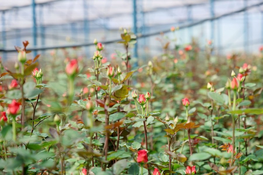 Theo thống kê, toàn tỉnh Lâm Đồng có khoảng 12.000 ha đất trồng hoa, sản lượng hơn 4 tỷ cành mỗi năm. Theo thống kê, toàn tỉnh Lâm Đồng có khoảng 12.000 ha đất trồng hoa, sản lượng hơn 4 tỷ cành mỗi năm.