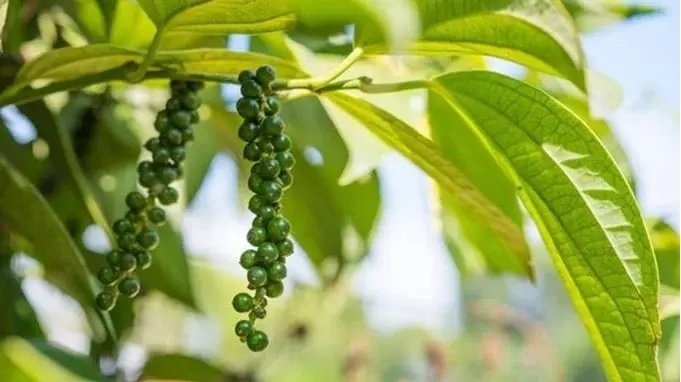 Giá tiêu hôm nay 28/10: Giảm 1.000 đồng/kg - Hình 1