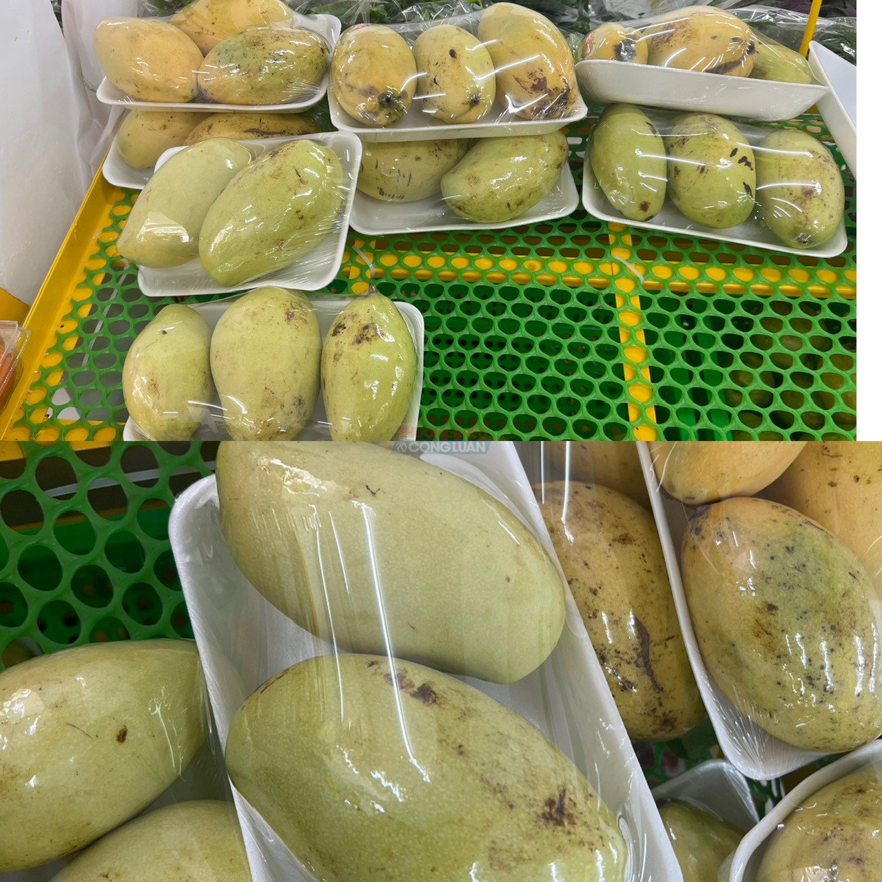 Khay xoài cũng không tìm thấy thông tin tiếng Việt trên sản phẩm Khay xoài cũng không tìm thấy thông tin tiếng Việt trên sản phẩm