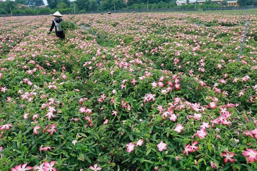 Cánh đồng sâm Bố Chính. Cánh đồng sâm Bố Chính.