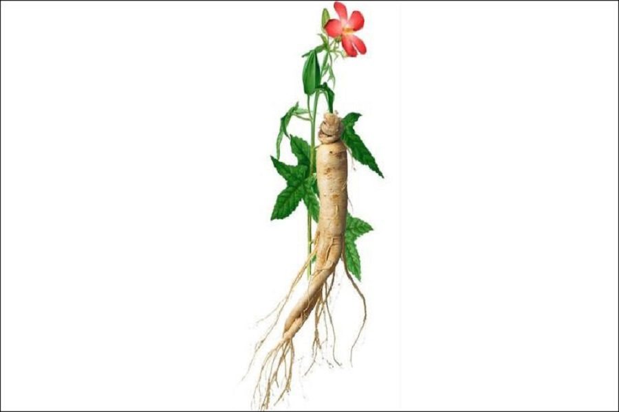 Sâm bố chính là loại cây thân thảo, rễ hình trụ giống nhân sâm. Sâm bố chính là loại cây thân thảo, rễ hình trụ giống nhân sâm.