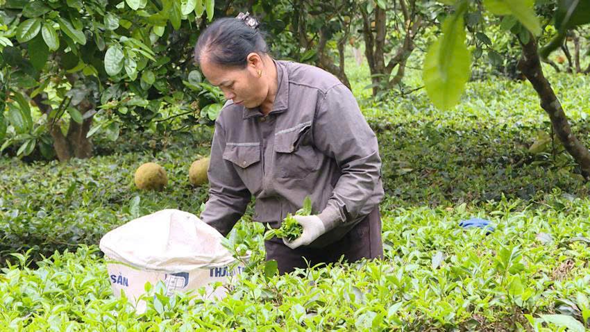 Mô hình trồng chè theo tiêu chuẩn VietGAP tại xã Yên Bài, Hà Nội, góp phần nâng cao chất lượng và giá trị sản phẩm. Mô hình trồng chè theo tiêu chuẩn VietGAP tại xã Yên Bài, Hà Nội, góp phần nâng cao chất lượng và giá trị sản phẩm.