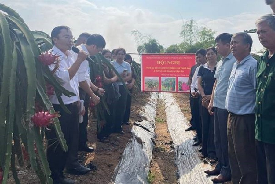 Các đại biểu tham quan mô hình thanh long tại thực địa Các đại biểu tham quan mô hình thanh long tại thực địa