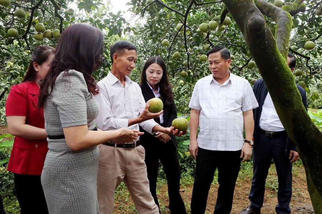 Đoàn công tác của UBND tỉnh Phú Thọ khảo sát mô hình trồng bưởi tại khu 4, xã Bằng Luân. Ảnh: oldskhcn.phutho.gov.vn Đoàn công tác của UBND tỉnh Phú Thọ khảo sát mô hình trồng bưởi tại khu 4, xã Bằng Luân. Ảnh: oldskhcn.phutho.gov.vn