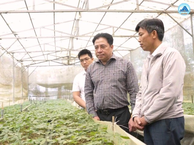 Ph&oacute; B&iacute; thư Thường trực Th&agrave;nh ủy Đ&agrave; Nẵng Nguyễn Khắc To&agrave;n tham quan vườn ươm s&acirc;m giống tại Trạm Dược liệu Tr&agrave; Linh, ng&agrave;y 30/10/2026. Anh: Cổng TTĐT TP, Đ&agrave; Nẵng.