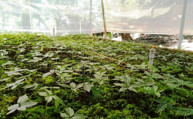 Vườn S&acirc;m Ngọc Linh ở Tr&agrave; My.