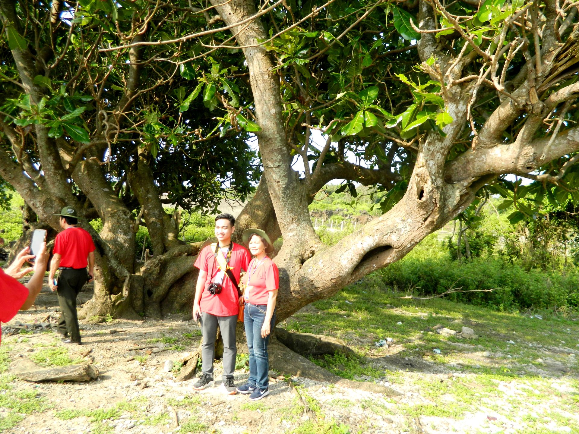 C&acirc;y b&agrave;ng vu&ocirc;ng tr&ecirc;n đảo Cồn Cỏ