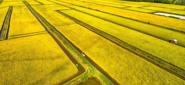 HTX dịch vụ n&ocirc;ng nghiệp Vĩnh Cường &aacute;p dụng theo m&ocirc; h&igrave;nh c&aacute;nh đồng mẫu lớn